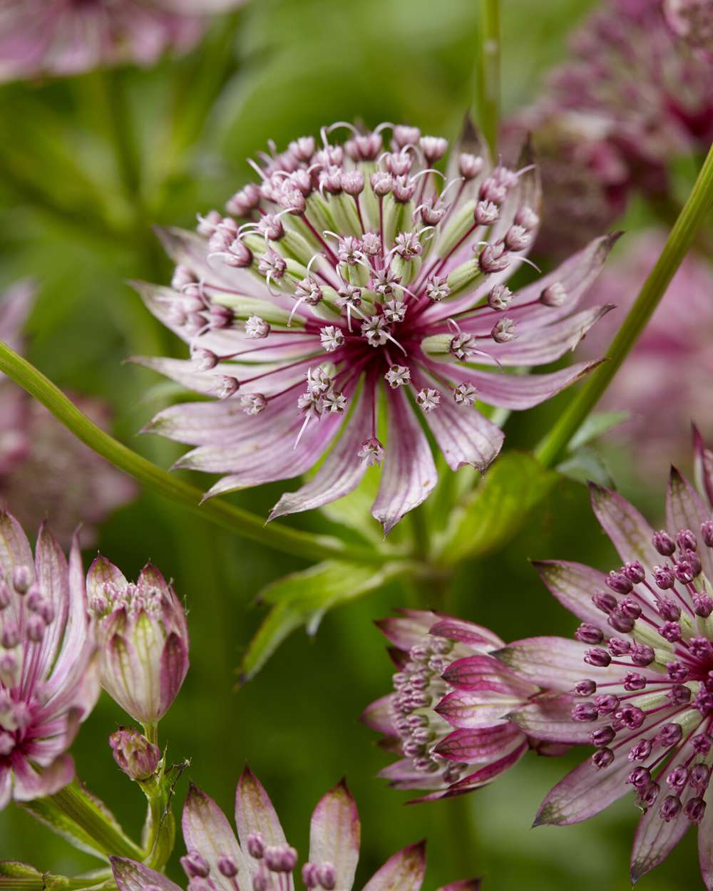 Stjärnflocka 'Sparkling Stars Pink'